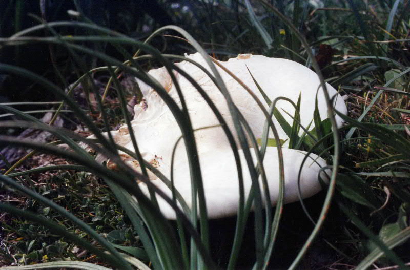 Pleurotus eryngii